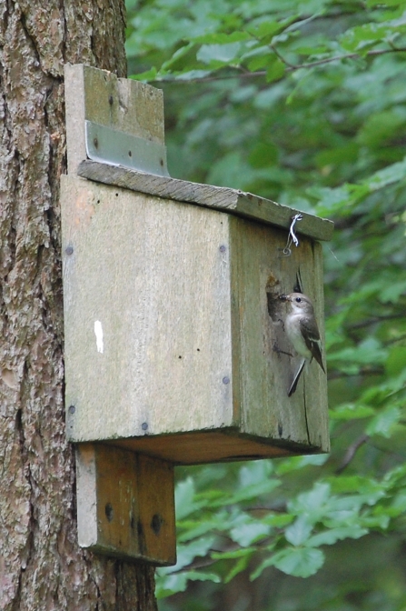 Pied flycatcher nestbox c. Scott Petrek