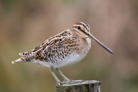 Snipe c. Margaret Holland