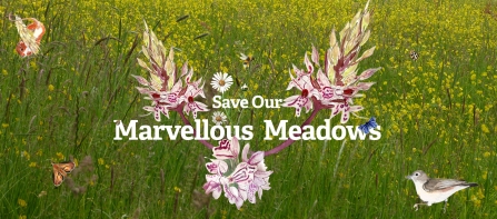 Meadows Appeal header