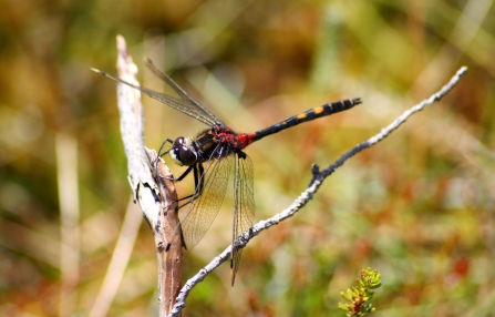 White-faced darter c. Kevin Reynolds