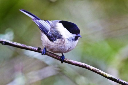 Willow Tit c. Harry Hogg