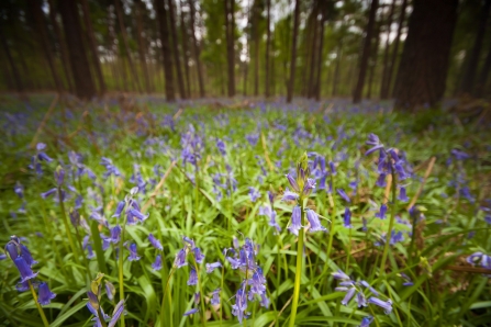Bluebells c. Neil Aldridge