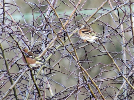 Chaffinch and brambling c. Steve Holmes