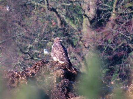 Buzzard c. Steve Holmes