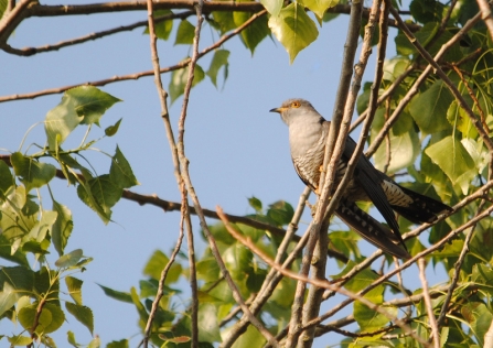 Cuckoo c. Amy Lewis