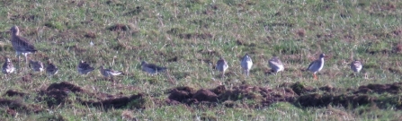 Curlew and ruff c. Steve Holmes