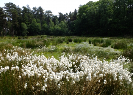 Delamere c. Colin Hayes