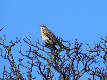 Fieldfare c. Steve Holmes