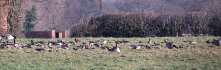 Geese c. Steve Holmes