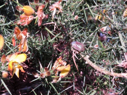 Gorse shieldbug c. Steve Holmes