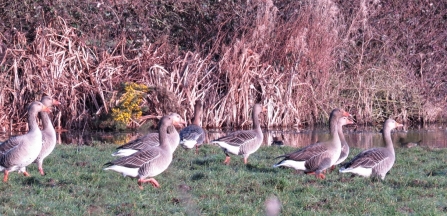 Greylag with pink-footed goose c. Steve Holmes