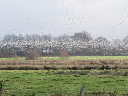 Gulls at Gowy c. Steve Holmes