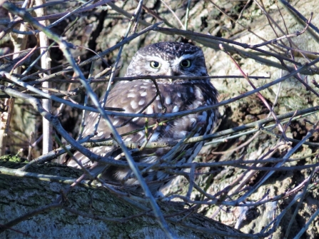 Little owl c. Steve Holmes