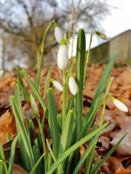 Snowdrops c. Steve Holmes