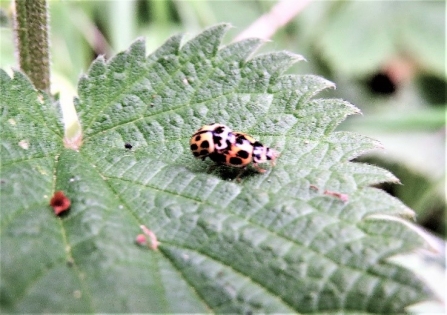 16-spot ladybirds c. Steve Holmes