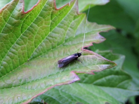 Adela reaumurella c. Steve Holmes