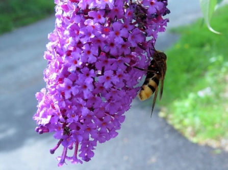 Volulcella bombylans c. Steve Holmes