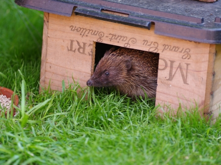 Hedgehog House