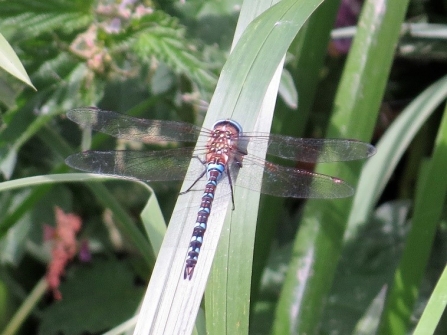 Migrant hawker c. Steve Holmes