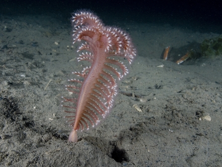 Sea pen and scampi c. Paul Naylor