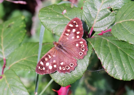 Speckled wood c. Steve Holmes