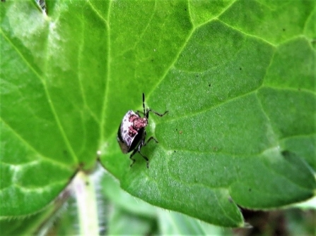 Woundwort shieldbug c. Steve Holmes