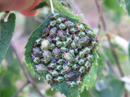 Shieldbugs c. Steve Holmes