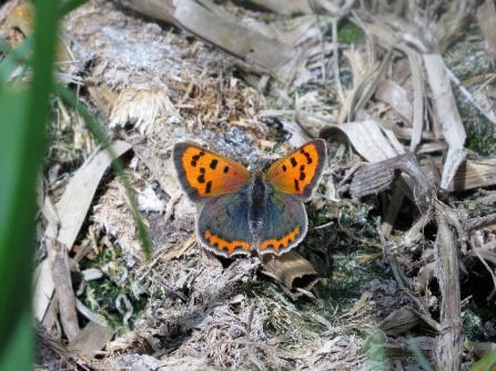 Small copper c. Steve Holmes