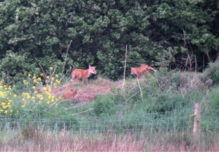 Foxes c. Steve Holmes