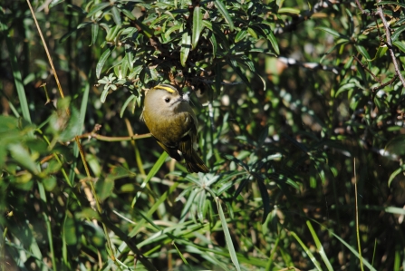 Goldcrest c. Amy Lewis