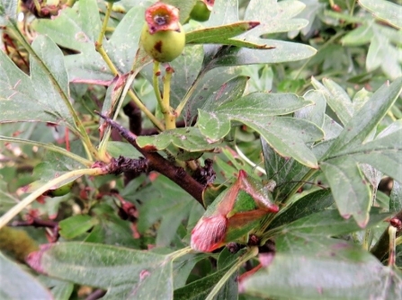 Hawthorn shieldbug c. Steve Holmes