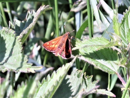 Large skipper c. Steve Holmes