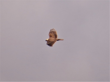 Marsh harrier c. Steve Holmes