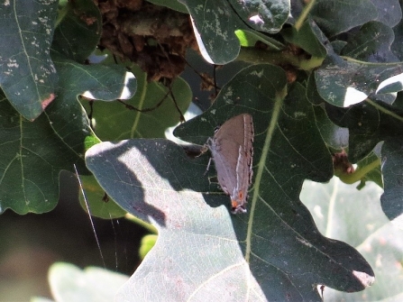 Purple hairstreak c. Steve Holmes