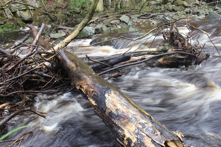 debris slowing the flow of river