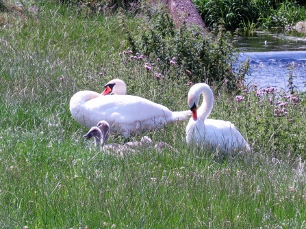 Mute swans c. Steve Holmes