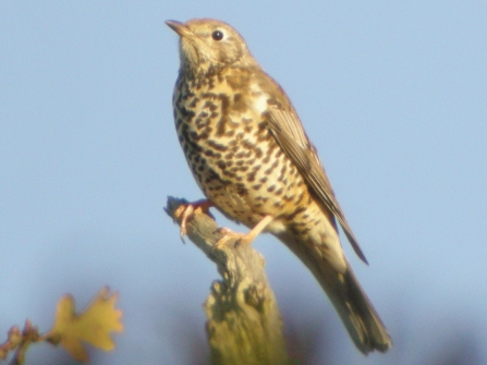 Song thrush c. Dave Appleton