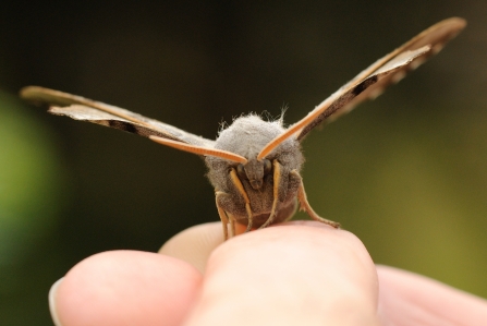 Moth c. Amy Lewis