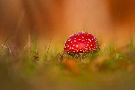 Grassland fungi c. Jon Hawkins - Surrey Hills Photography