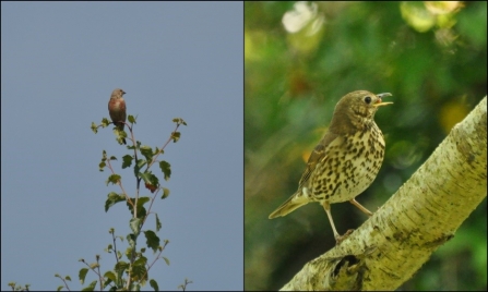 Birds at Cleaver Heath c. Alan Irving