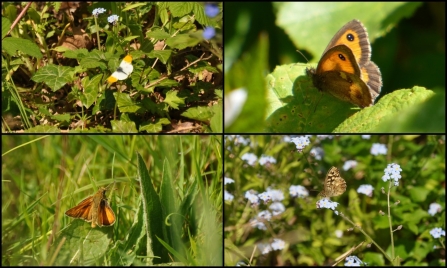 Butterflies at Cleaver Heath c. Alan Irving
