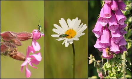 Cleaver heath flowers and insects c. Alan Irving