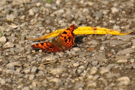 Comma c. Alan Irving