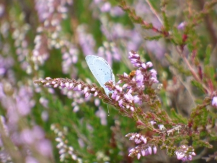 Holy blue butterfly c. Alan Irving