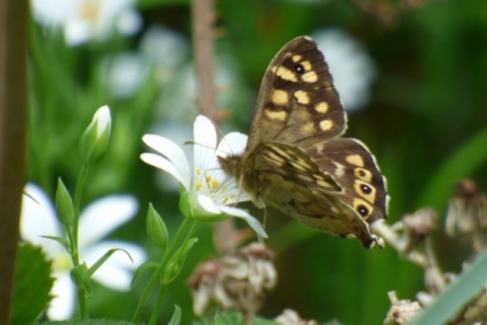 Speckled wood c. Alan Irving