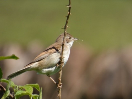 Willow warbler c. Alan Irving