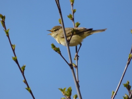 Willow warbler c. Alan Irving