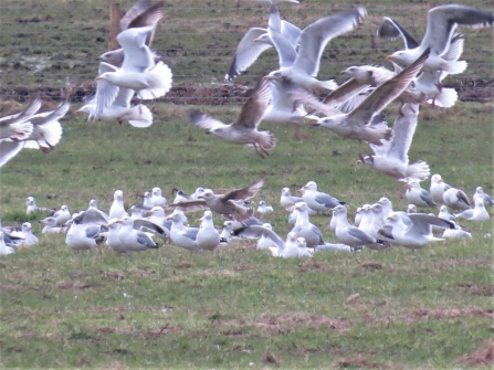 Glaucous gull at Gowy Meadows c. Steve Holmes