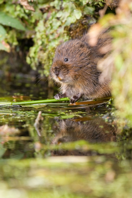 Watervole c. Tom Marshall