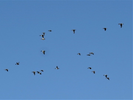 Wildfowl at Gowy Meadows c. Steve Holmes